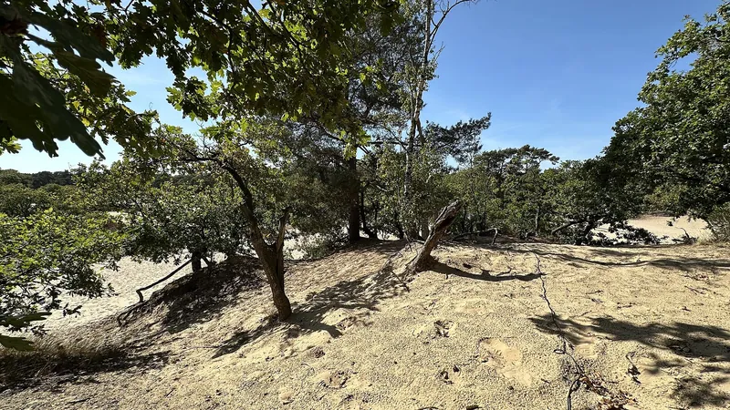 Loonse en Drunense Duinen